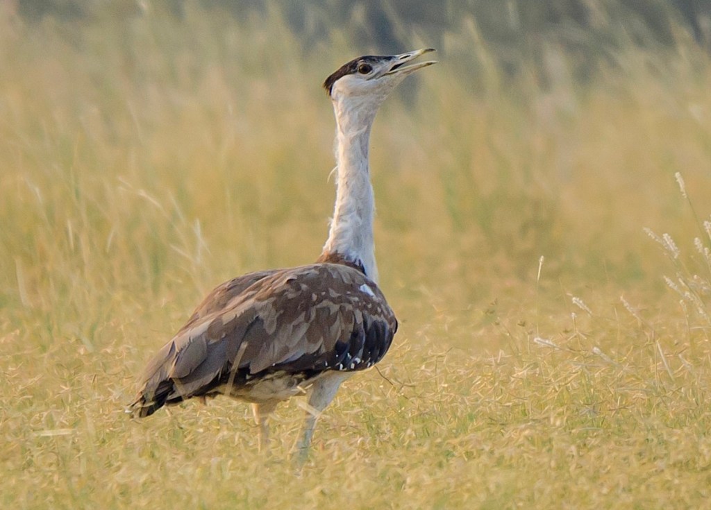 Backstory: Hope and&nbsp;Tragedy